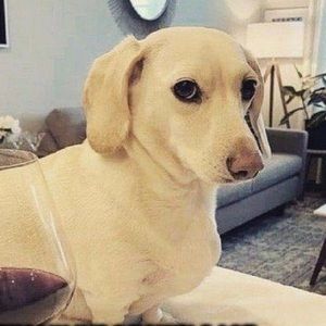 Meet your Posher, Sam